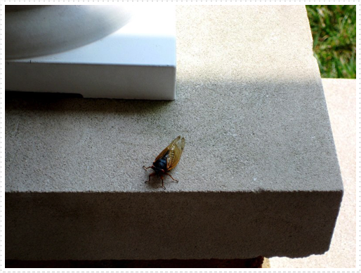 Cicada Cicada