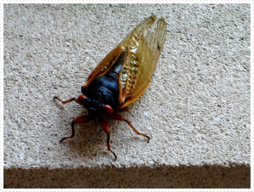 Cicada Cicada